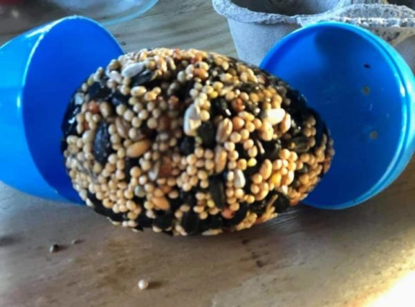 A blue plastic easter Egg lays open on a table with an egg shaped birdseed treat between the two halves.