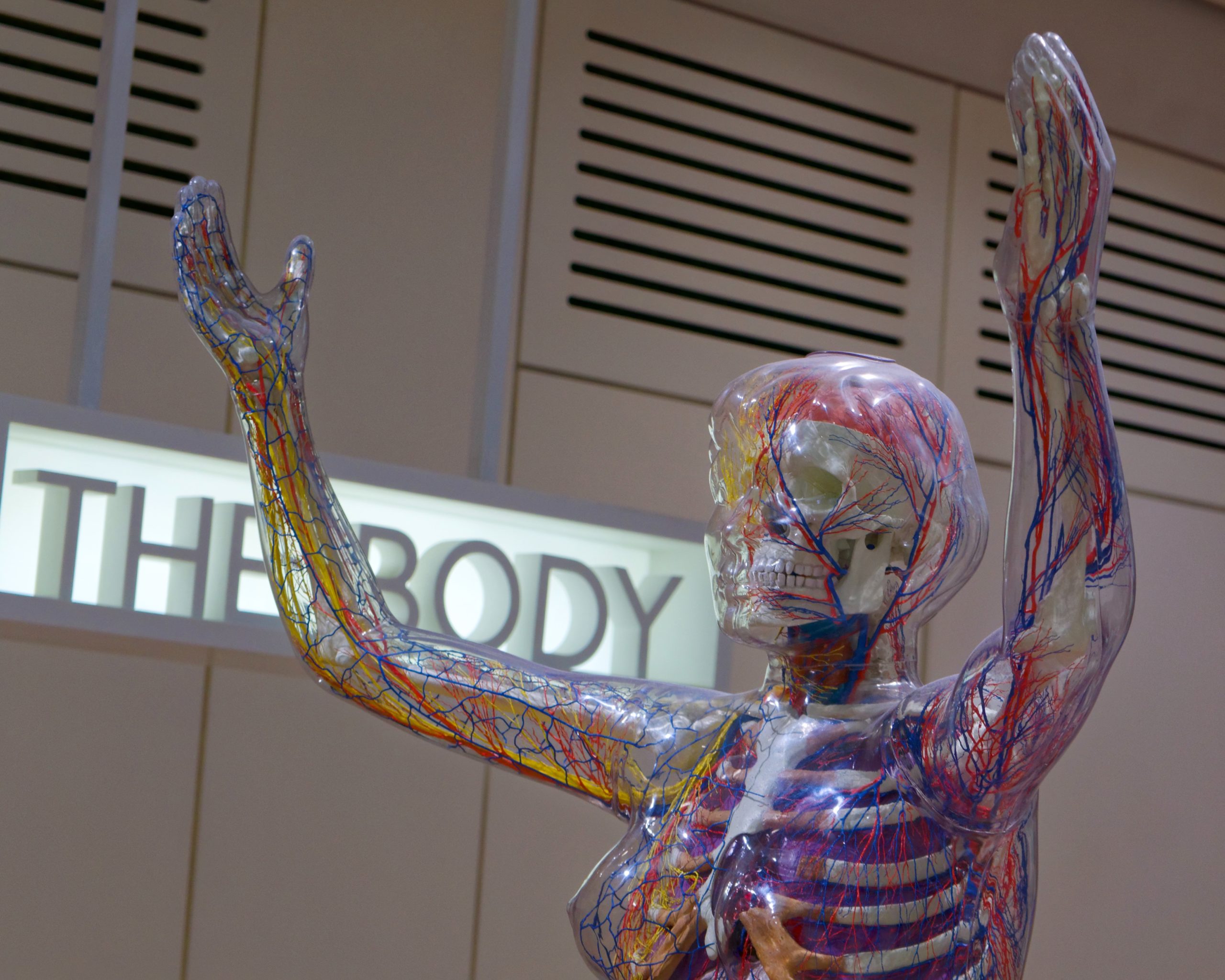 Clear plastic body model showing veins and muscles with text that reads "The Body"