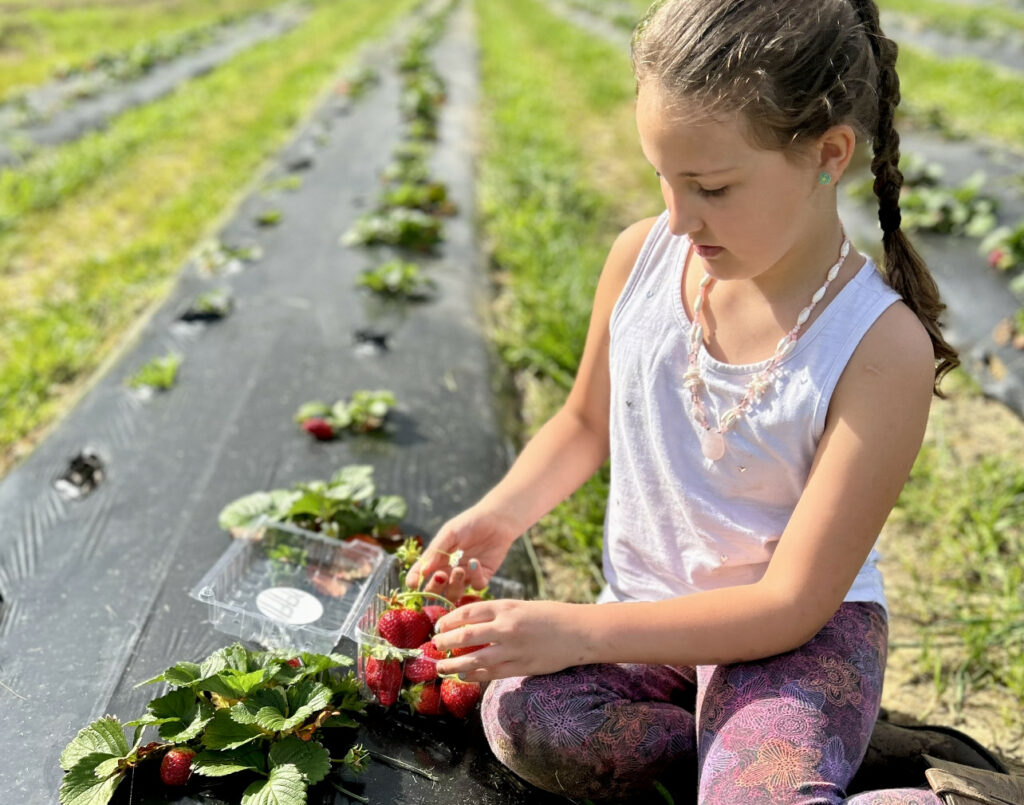 An elementary age child sitting on the ground in a strawberry field, inspecting a freshly picked strawberry, still attached to the vine.